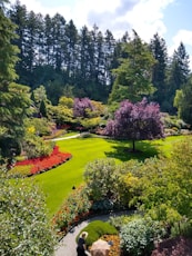green grass field with purple flowers and green trees