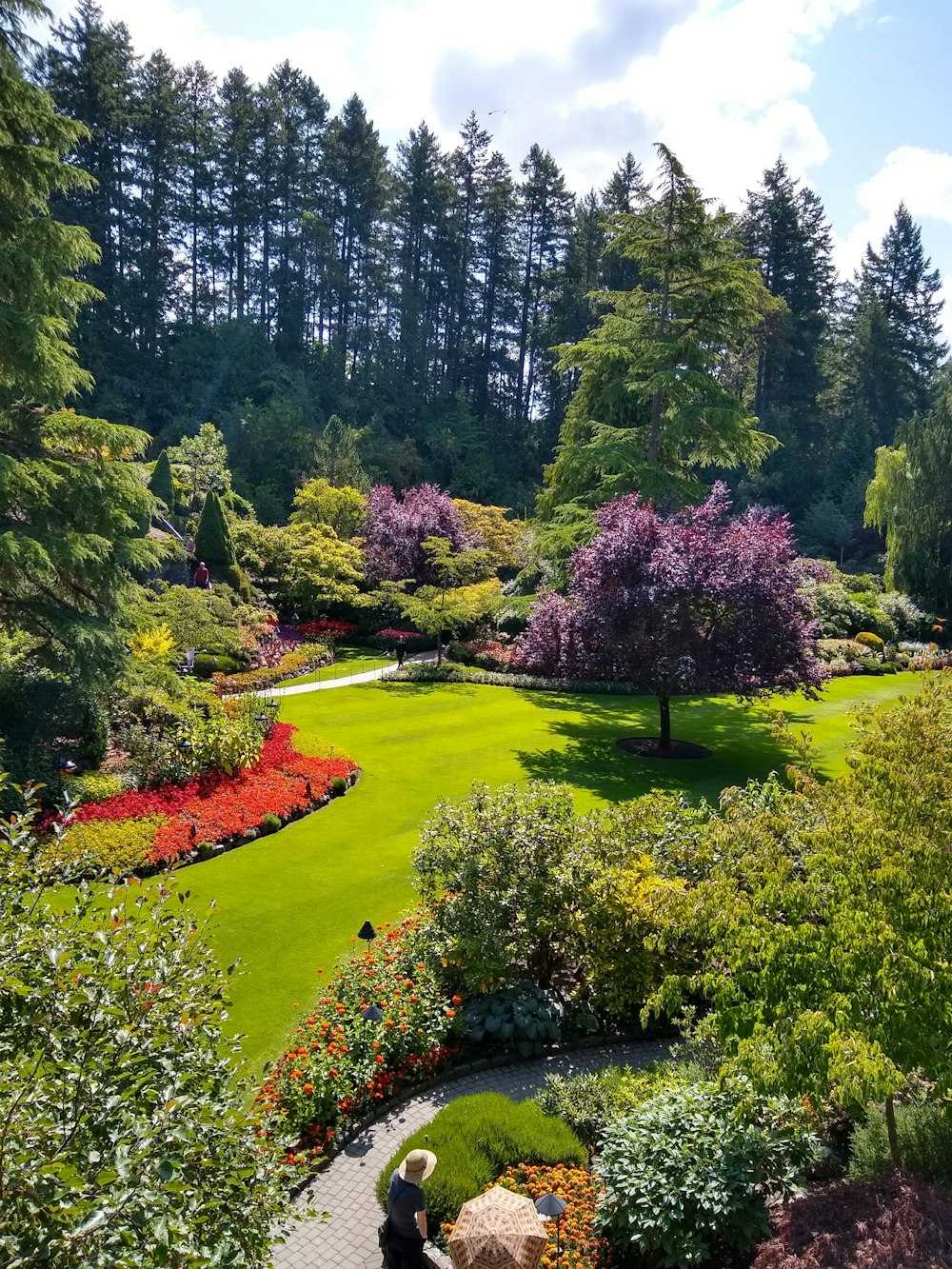 green grass field with purple flowers and green trees