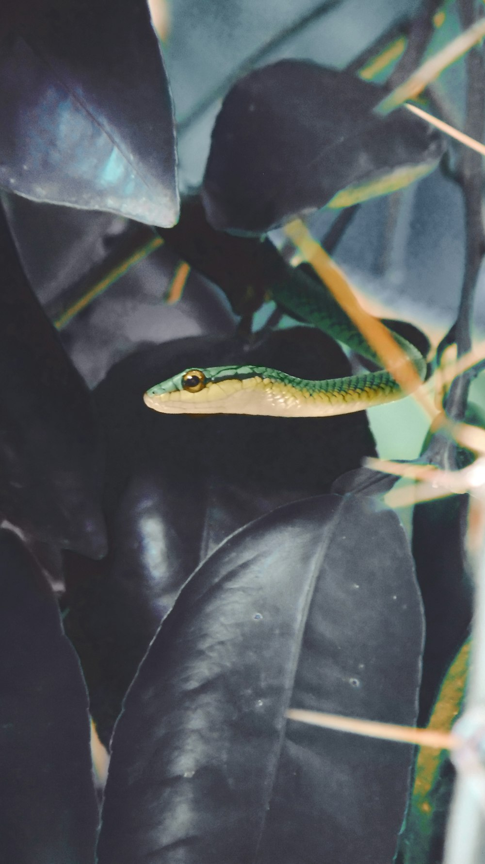 green snake on green plant