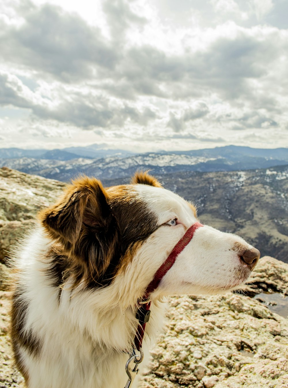 white and brown border collie on mountain during daytime