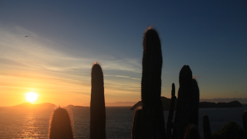 silhouette of cactus near body of water during sunset