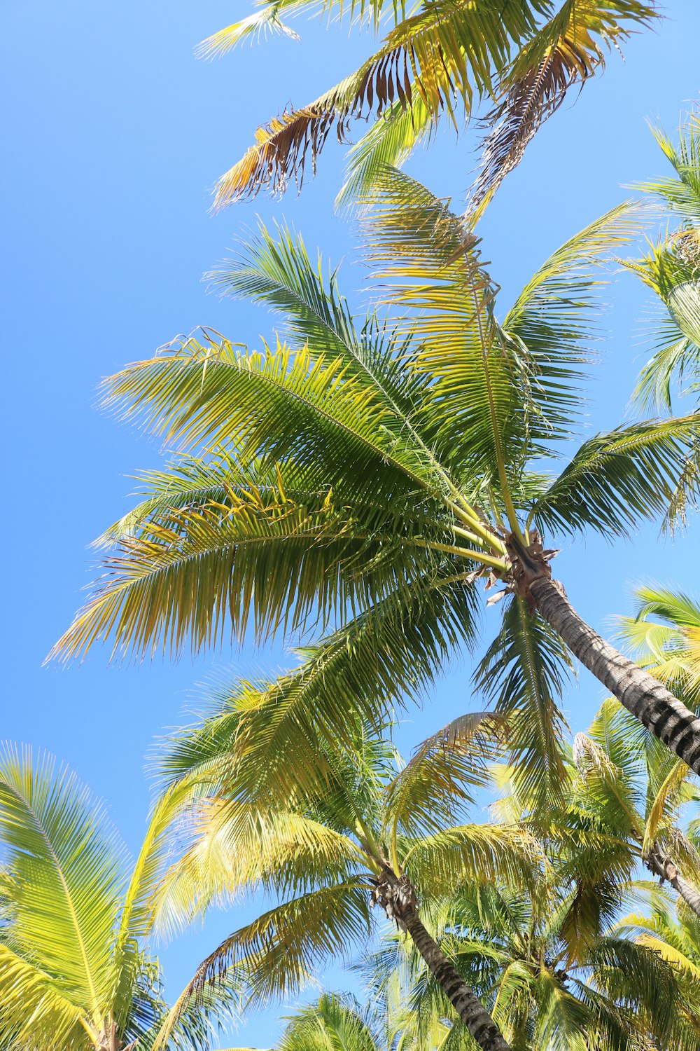green coconut tree under blue sky during daytime