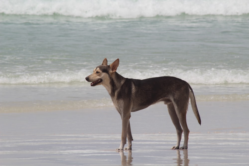 brown short coated dog on water during daytime