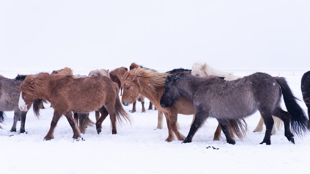 昼間の雪に覆われた地面の茶色の馬