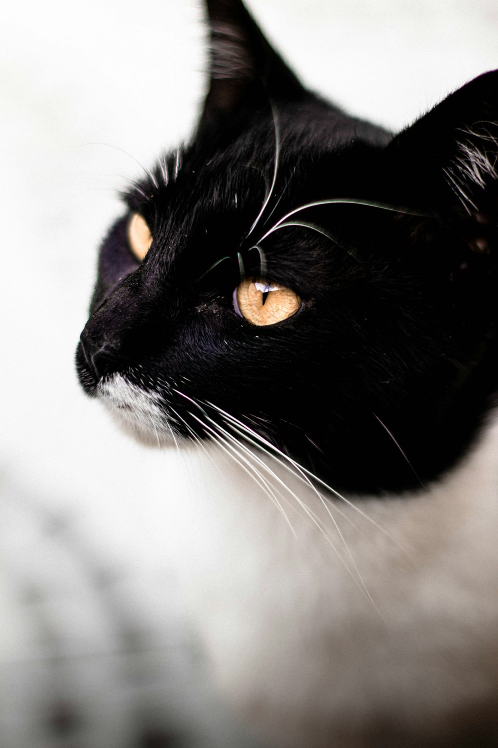 black and white cat with yellow eyes