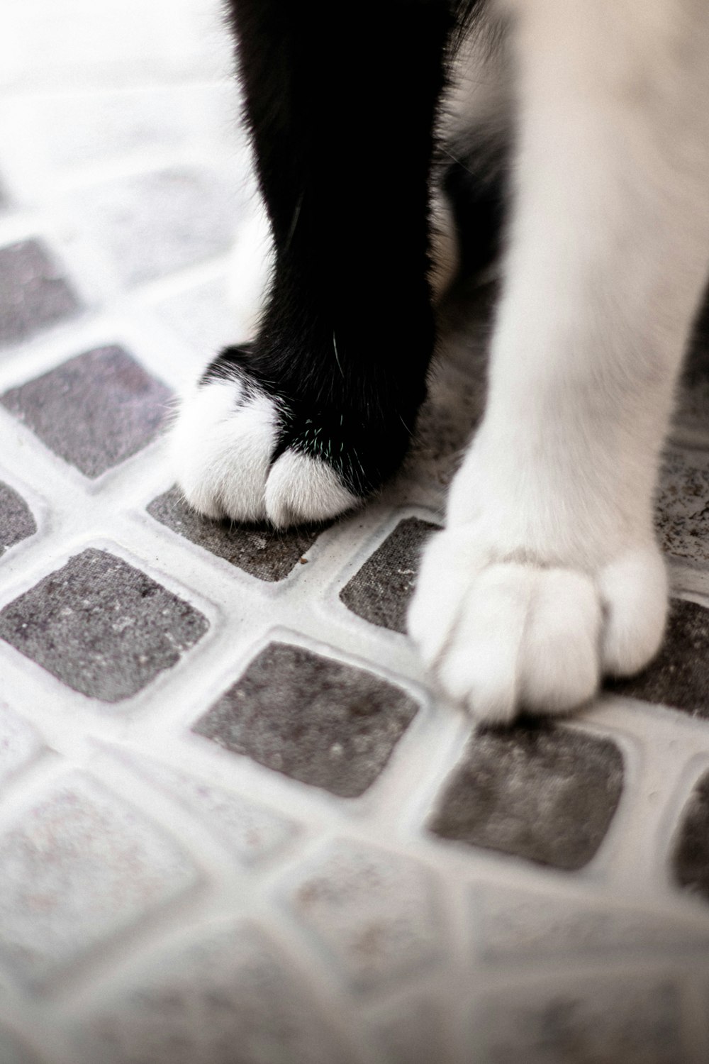 white and black short fur cat