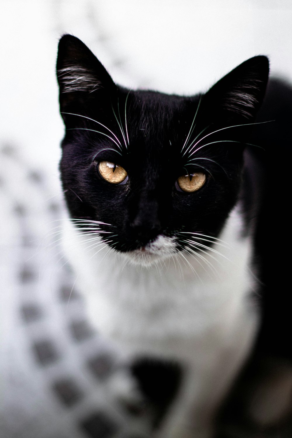 black and white cat in close up photography