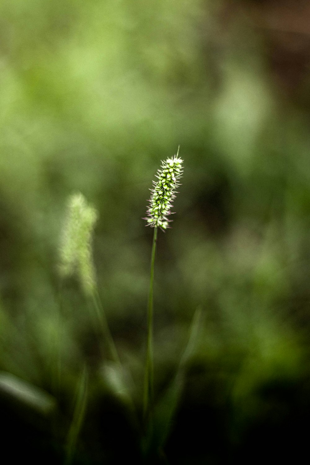 green plant in tilt shift lens