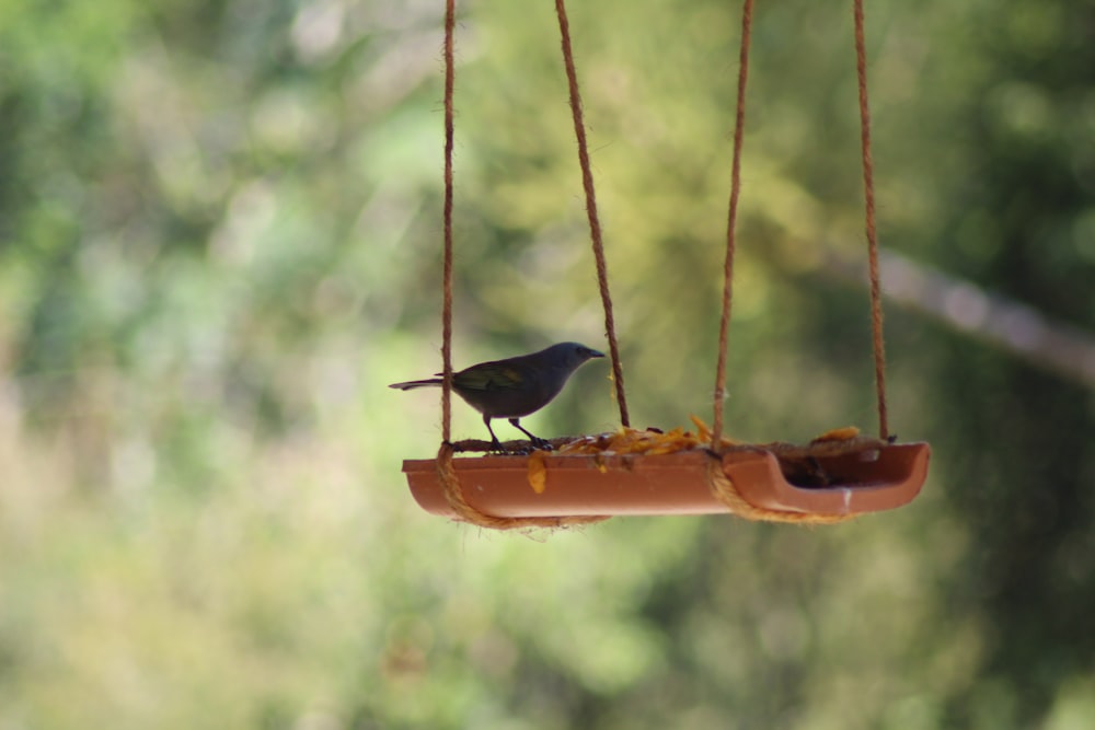 black bird on brown tree branch during daytime