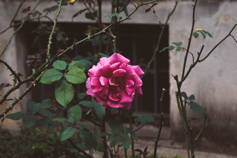 pink rose in bloom during daytime