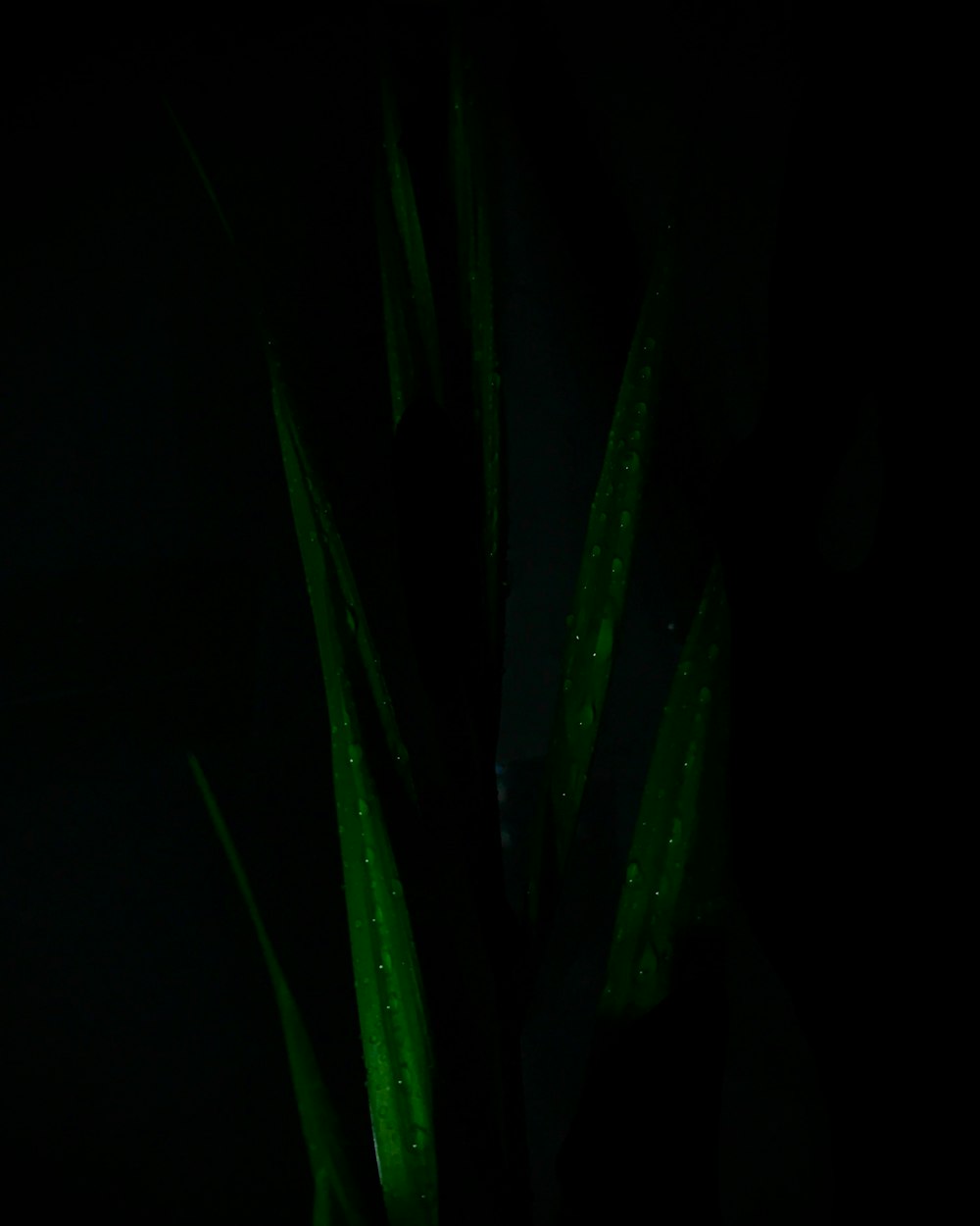 green plant in dark room