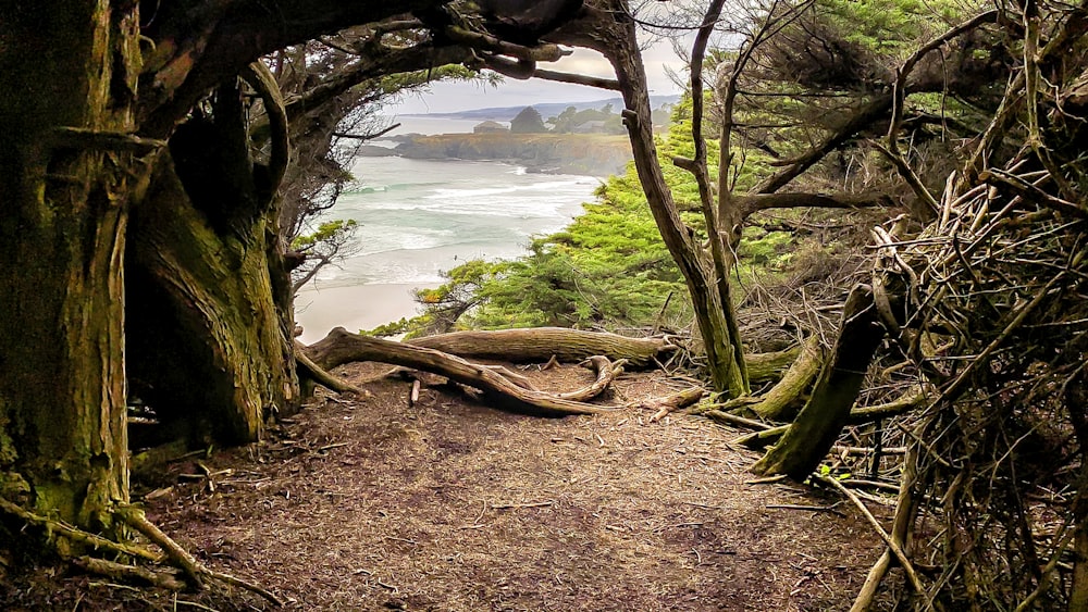 brown tree trunk on brown soil near body of water during daytime