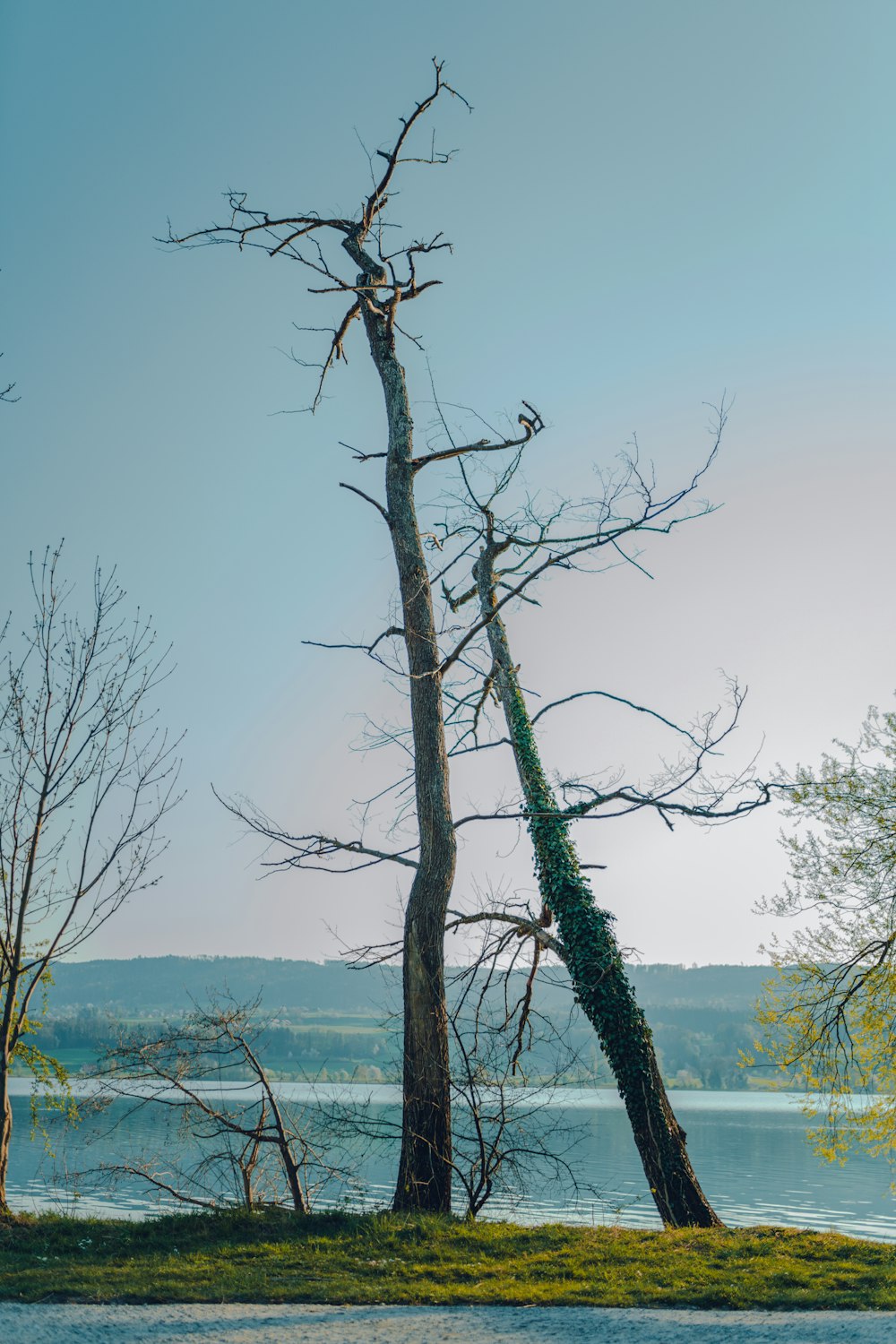 leafless tree near body of water during daytime