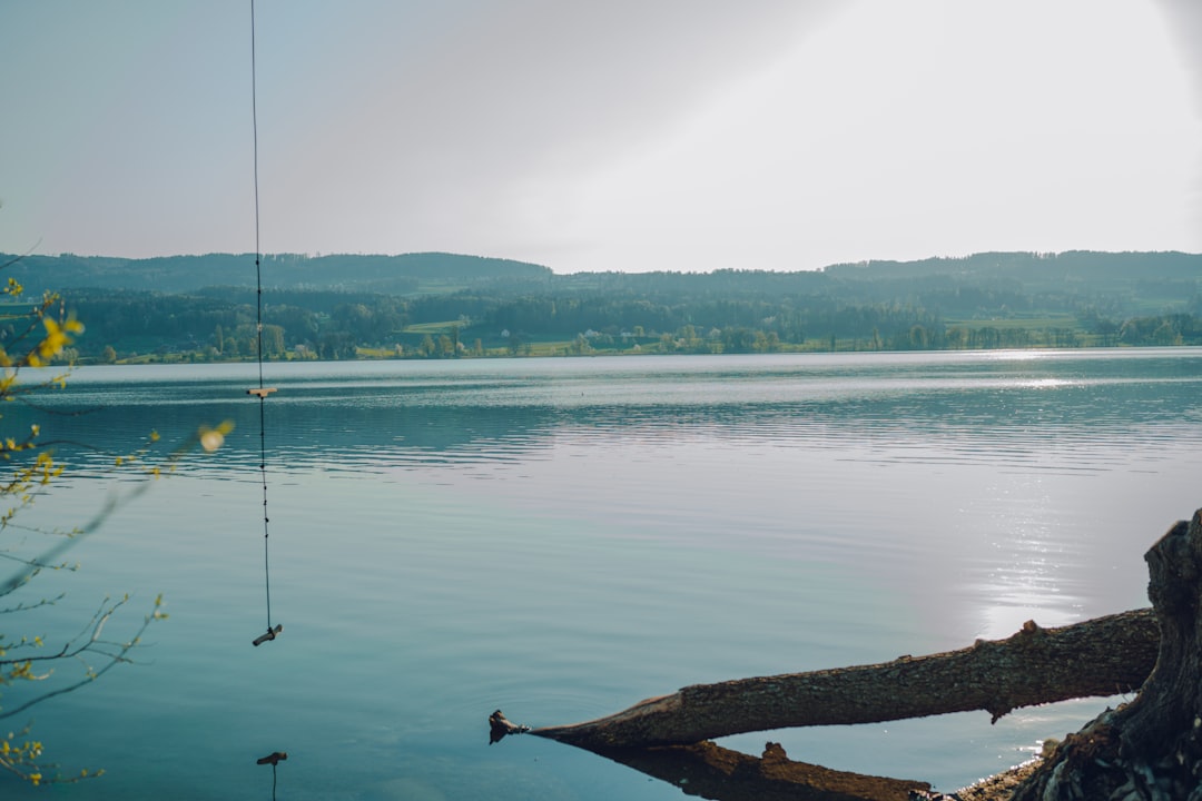 brown wooden log on body of water during daytime