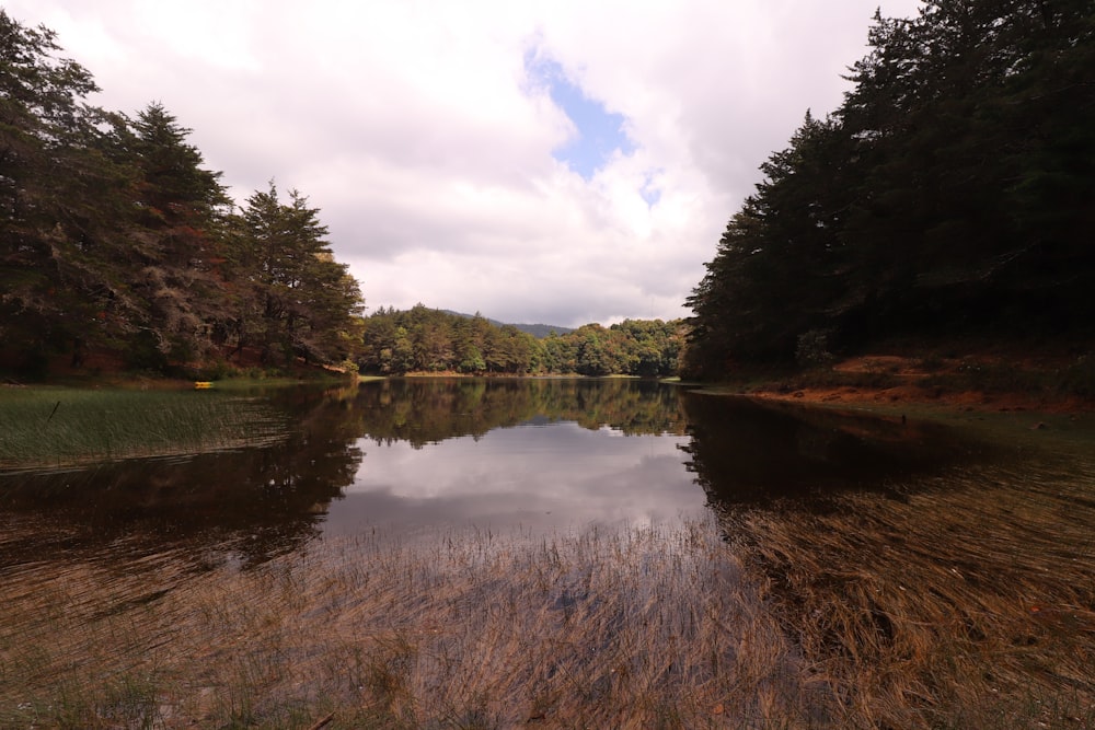 green trees beside river under white clouds during daytime