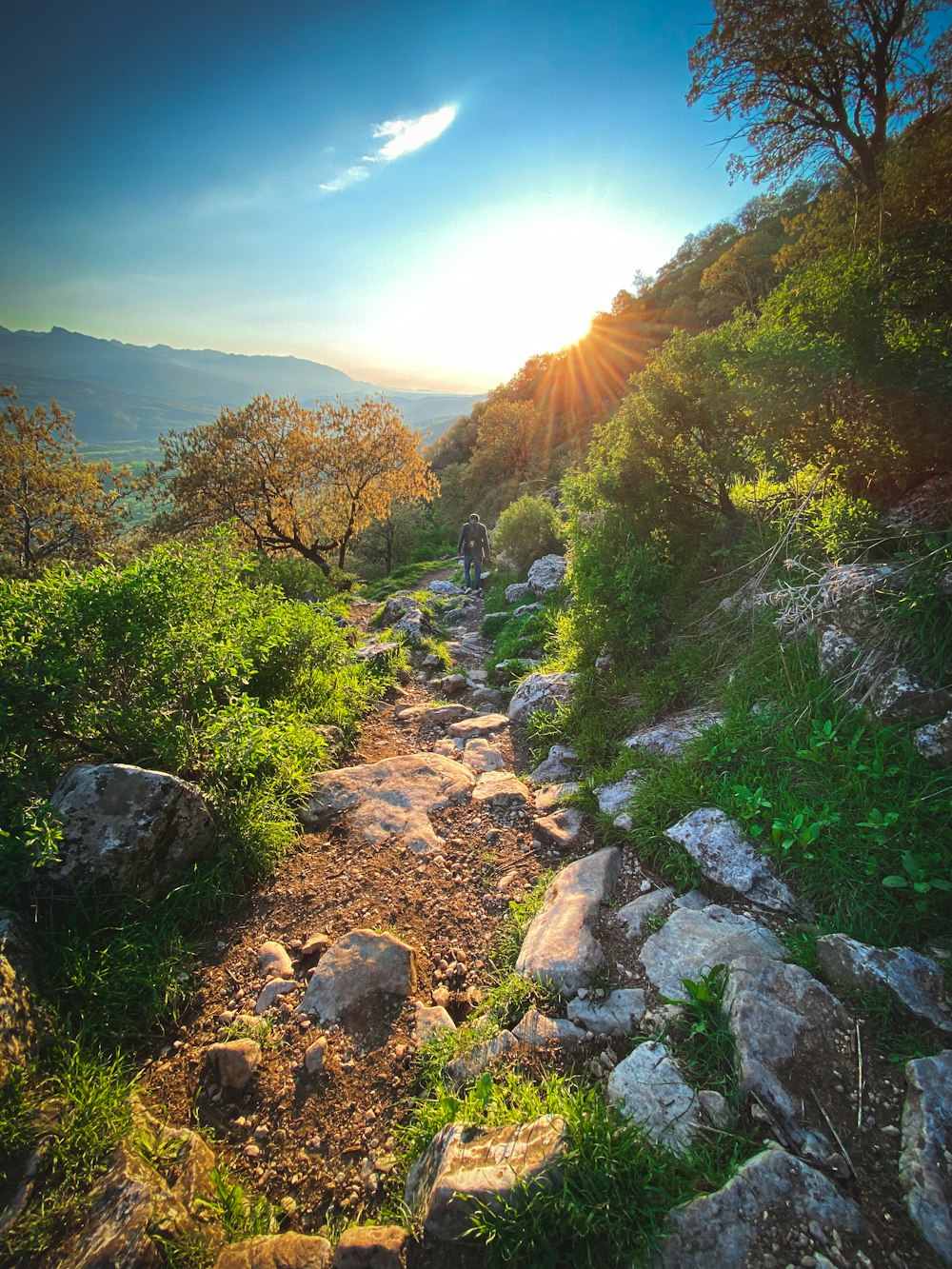 green trees on mountain during daytime