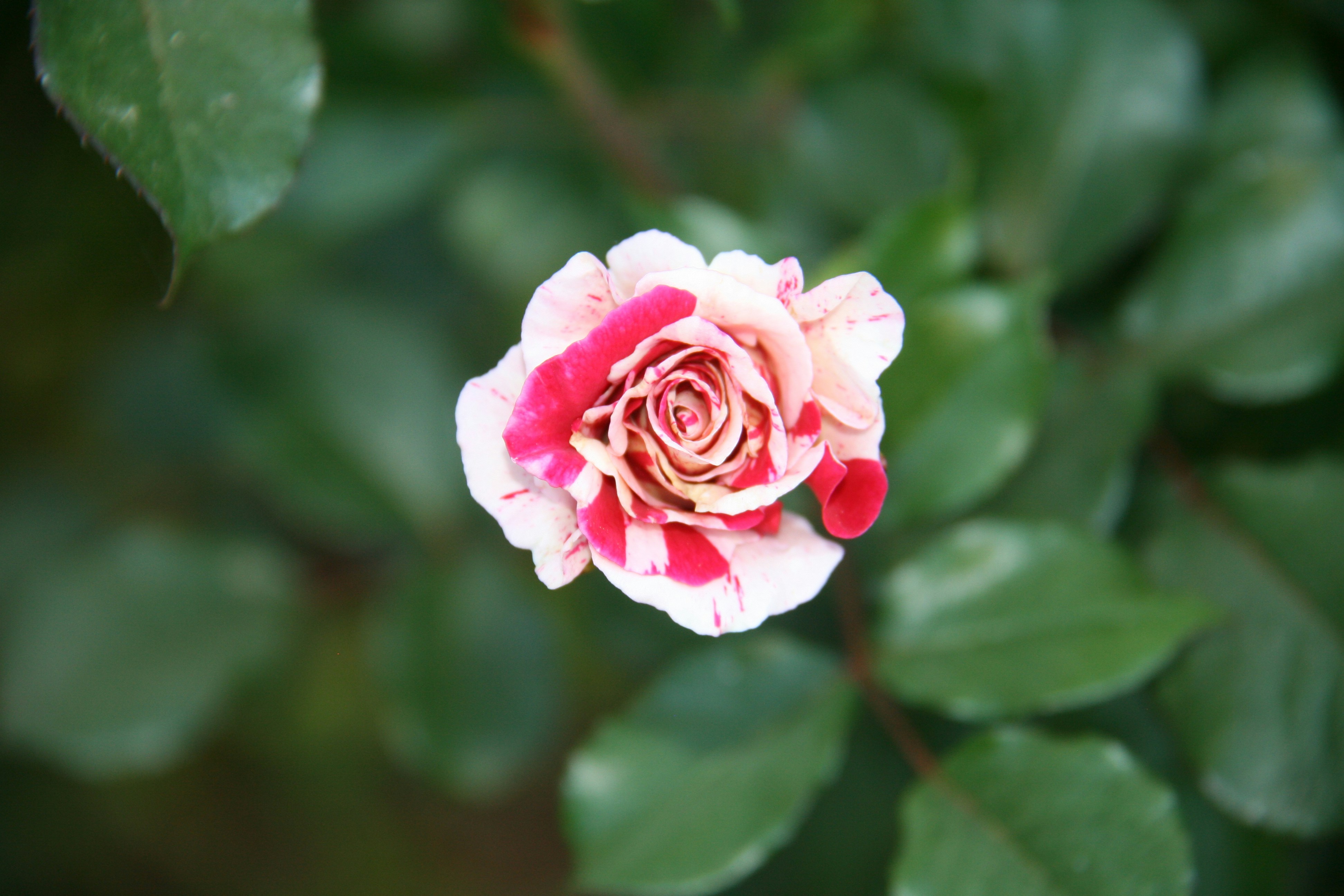 Photo by rogerskibowski