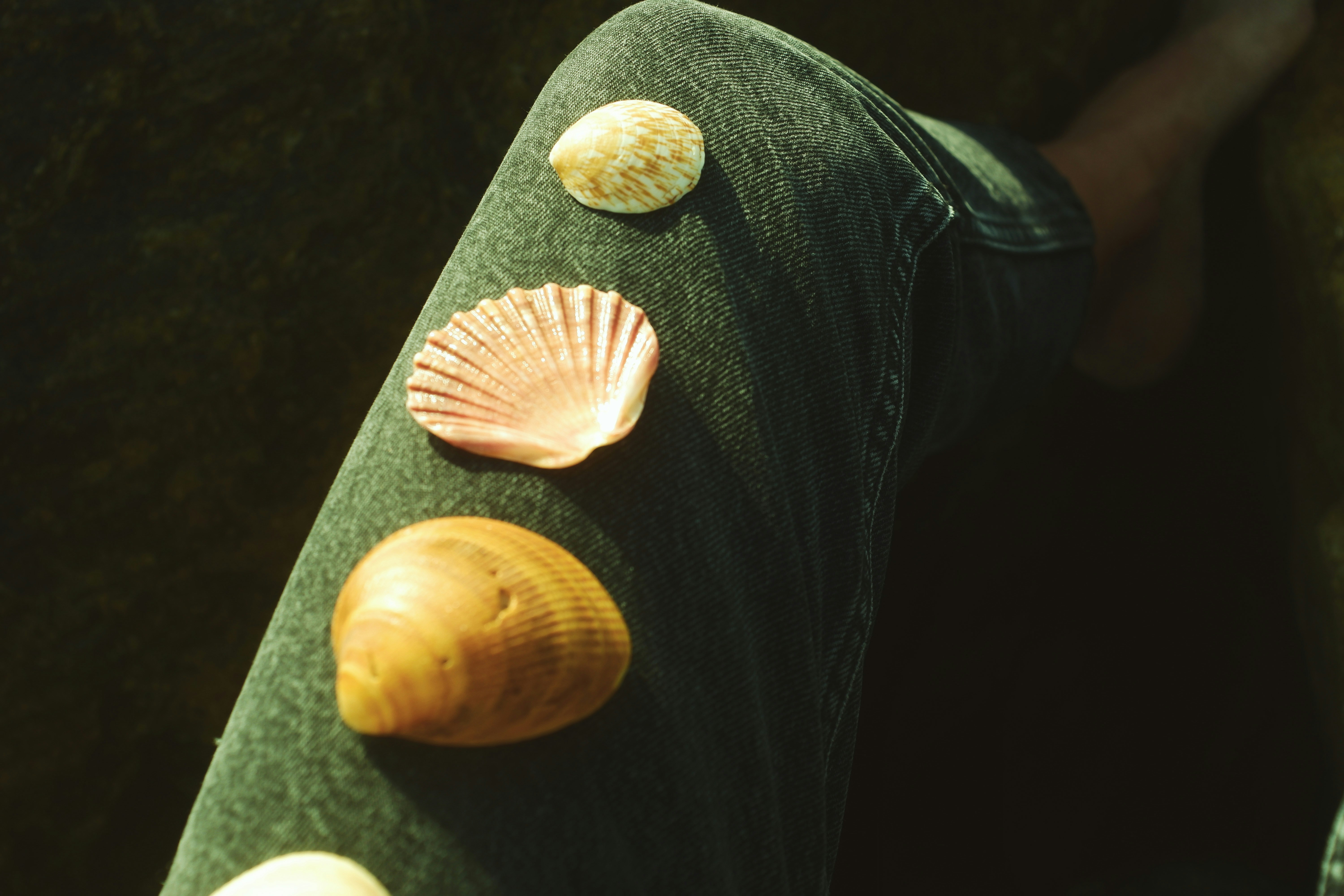 white and brown seashell on black denim jeans sea life zoom background