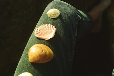 white and brown seashell on black denim jeans sea life teams background