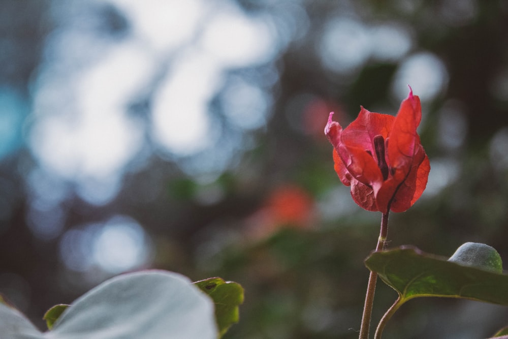 red rose in tilt shift lens