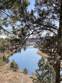 A serene view of the Chipola River surrounded by lush pines.