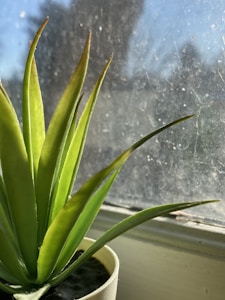 Bright Green Succulent