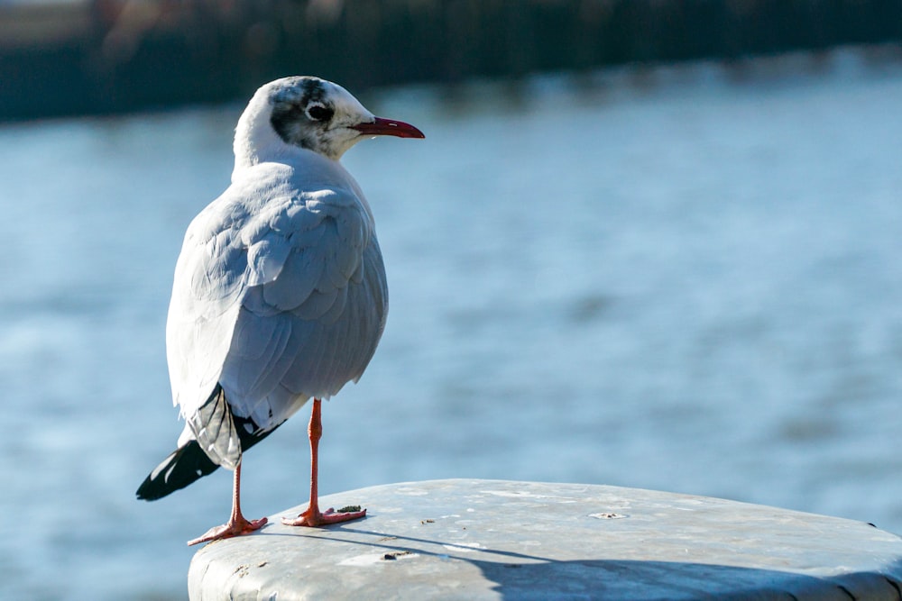 white and black bird on brown wooden plank