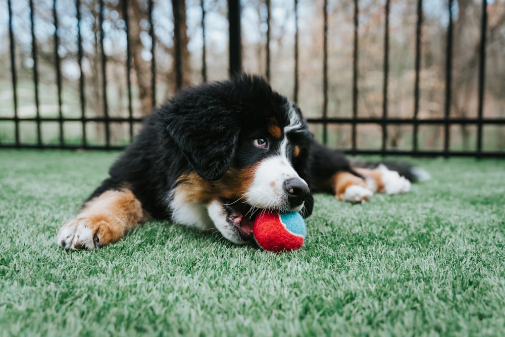 black white and brown dog biting red ball on green grass during daytime