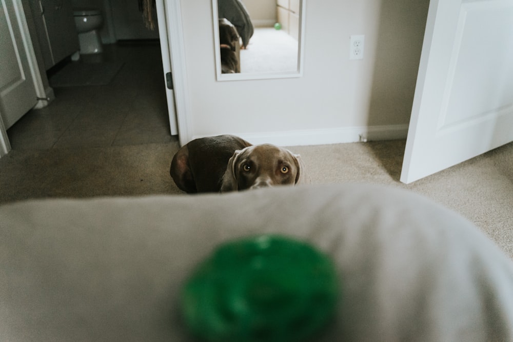 brown short coated dog lying on gray carpet