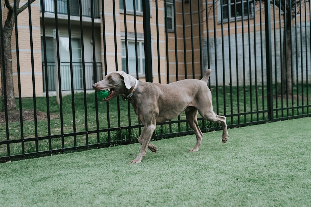 brown short coated large dog on green grass field during daytime