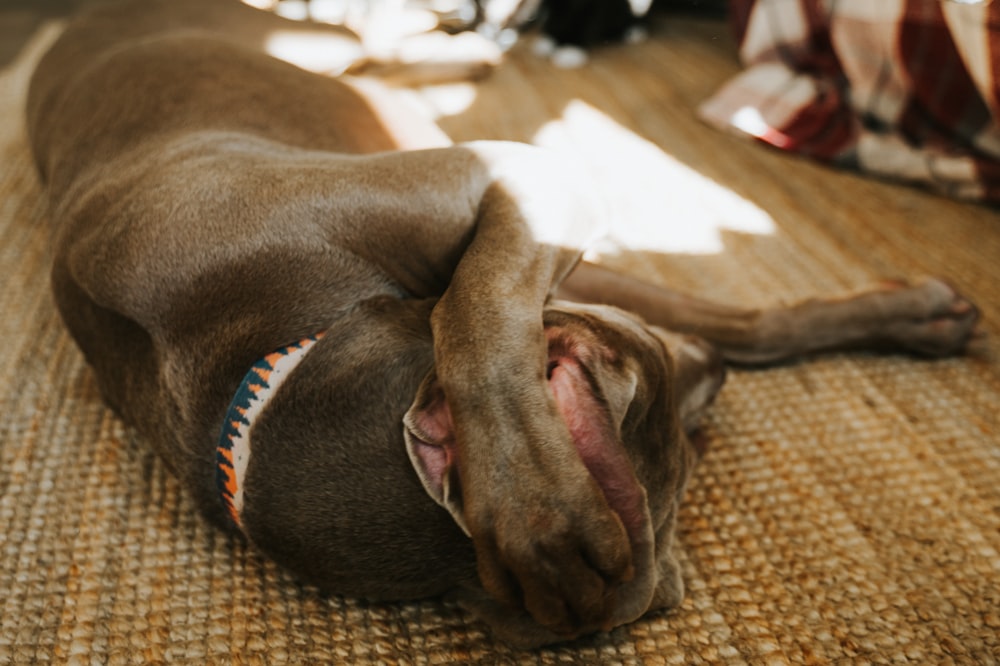 brown short coated dog lying on brown textile
