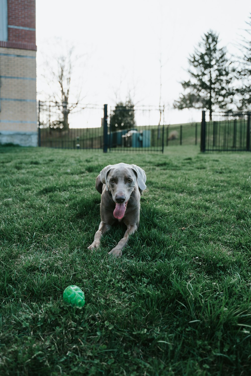 white short coated dog on green grass field during daytime