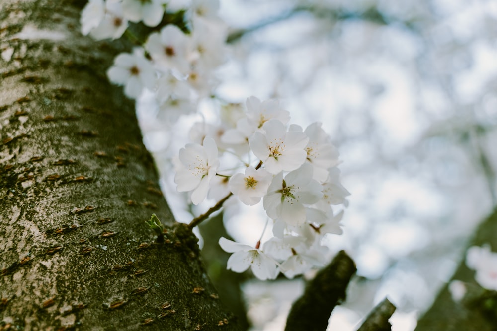 white cherry blossom in bloom during daytime