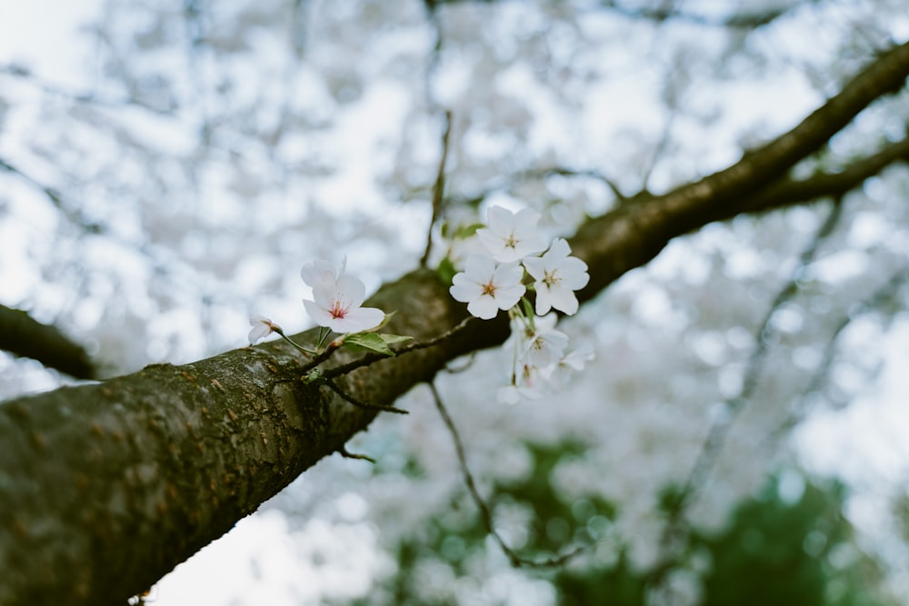 white cherry blossom in bloom during daytime