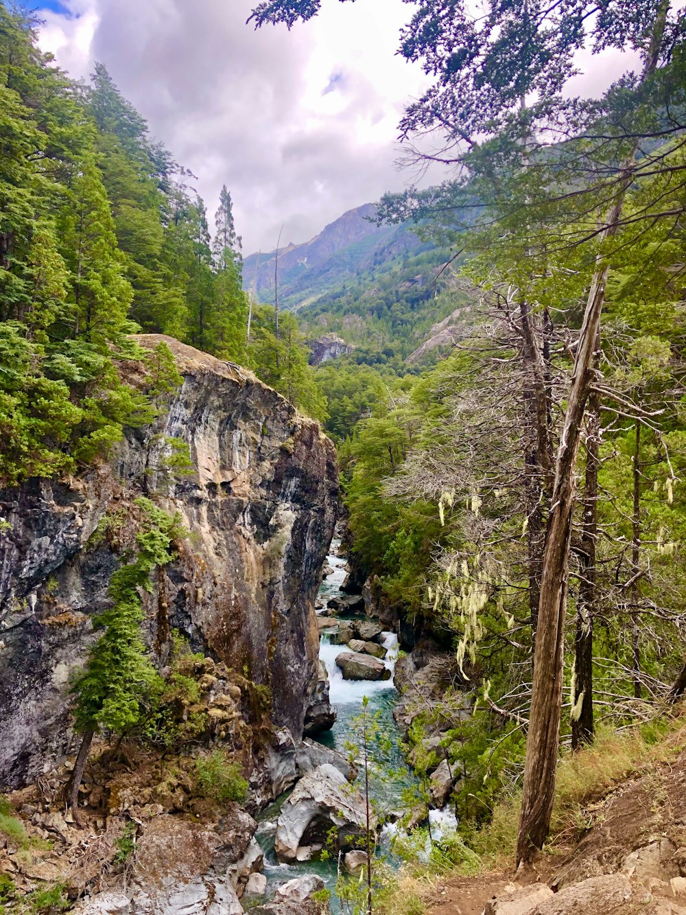 Alberi verdi sulla montagna rocciosa durante il giorno