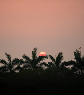 A vibrant sunrise over a tropical beach with palm trees swaying gently.