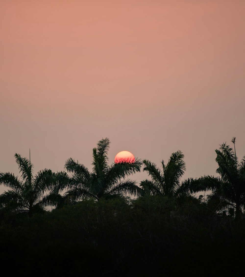 silhouette of trees during sunset