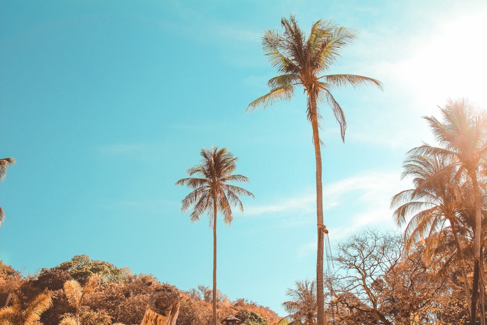 green palm trees under blue sky during daytime