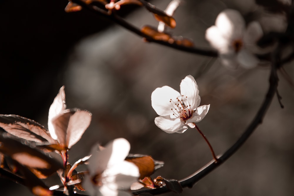 white cherry blossom in close up photography