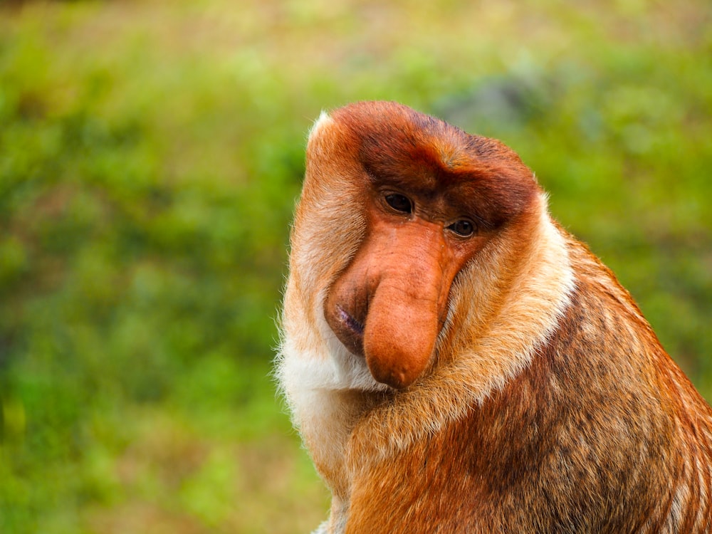 brown and white monkey on green grass during daytime