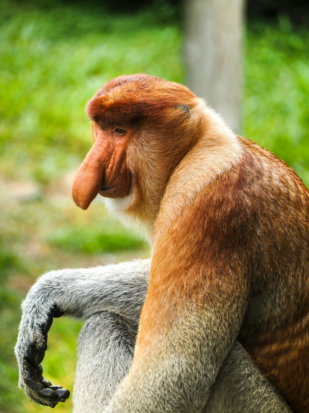 brown monkey on tree branch during daytime