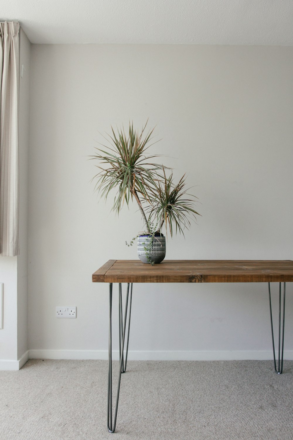 green plant on blue ceramic pot on brown wooden table