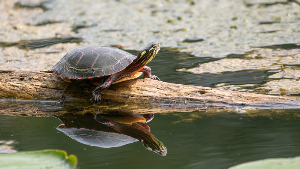 black and brown turtle on brown wood log