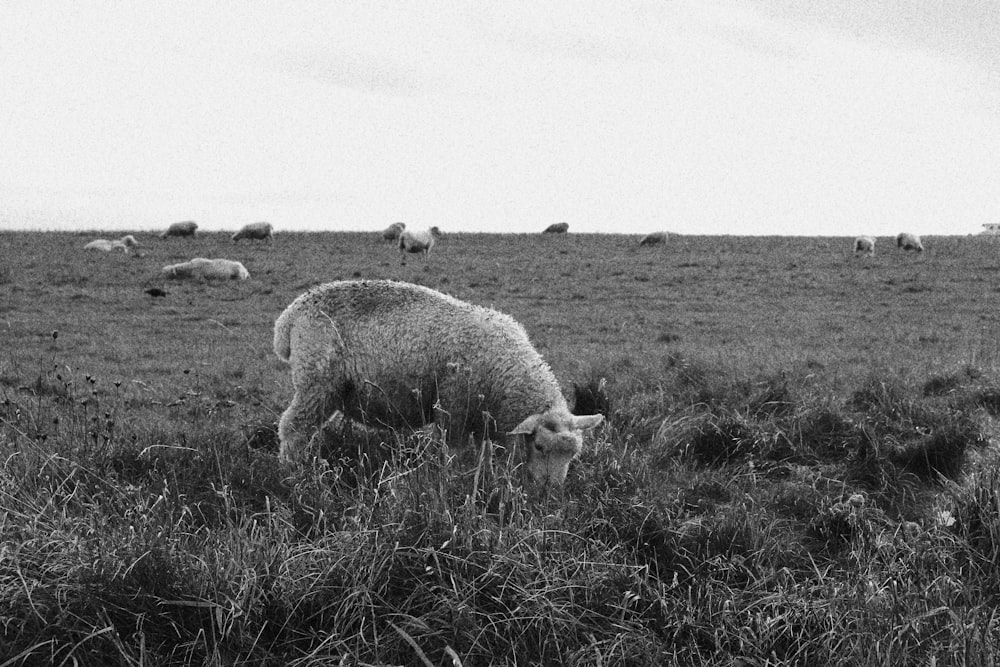 sheep on grass field in grayscale photography