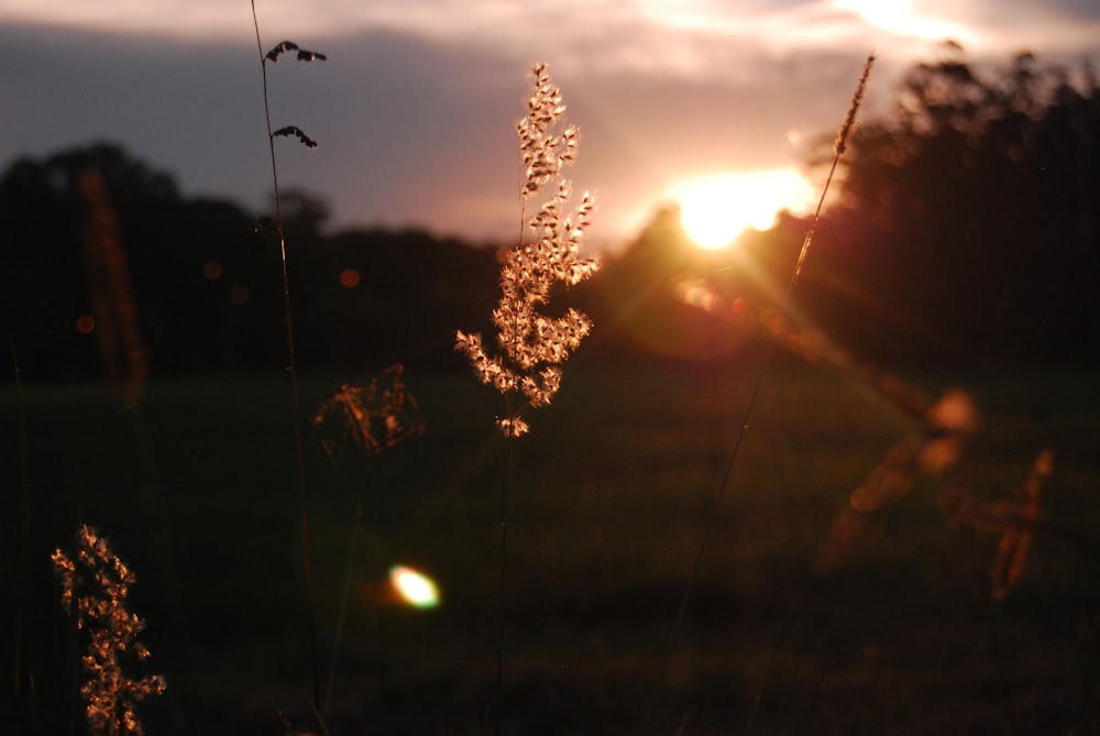 white and brown fireworks during sunset