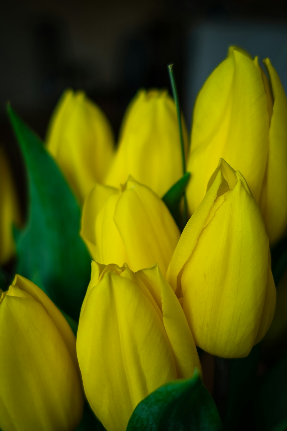Hoa tulip màu vàng là một tuyệt tác của thiên nhiên, bạn sẽ cảm thấy bình yên và tươi vui đến lạ thường khi chiêm ngưỡng chúng.