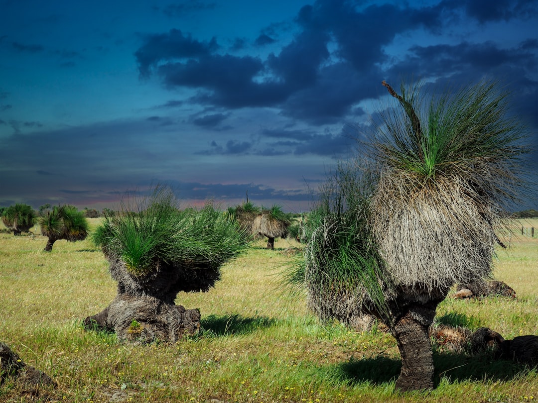 travelers stories about Plain in Kojarena WA, Australia