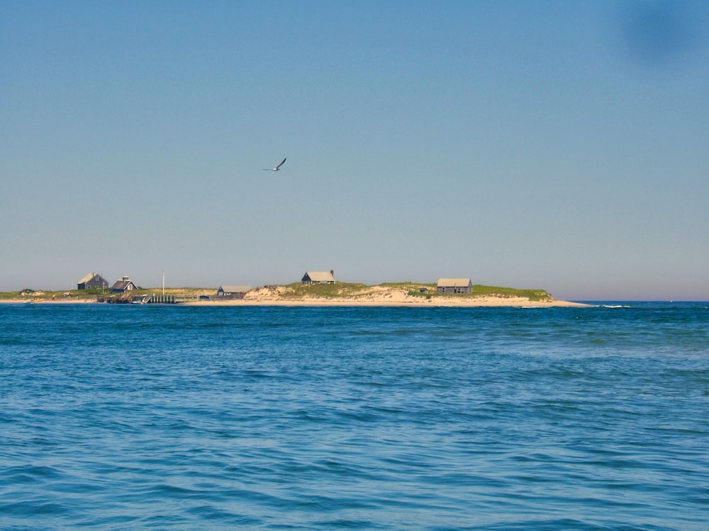 bird flying over the sea during daytime