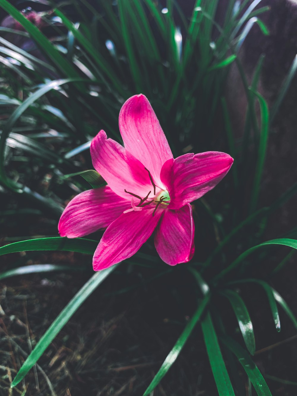 purple crocus in bloom during daytime