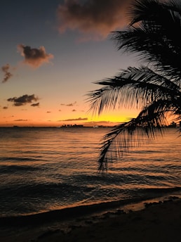 A tranquil sunset view over the calm sea with silhouettes of palm trees swaying gently.
